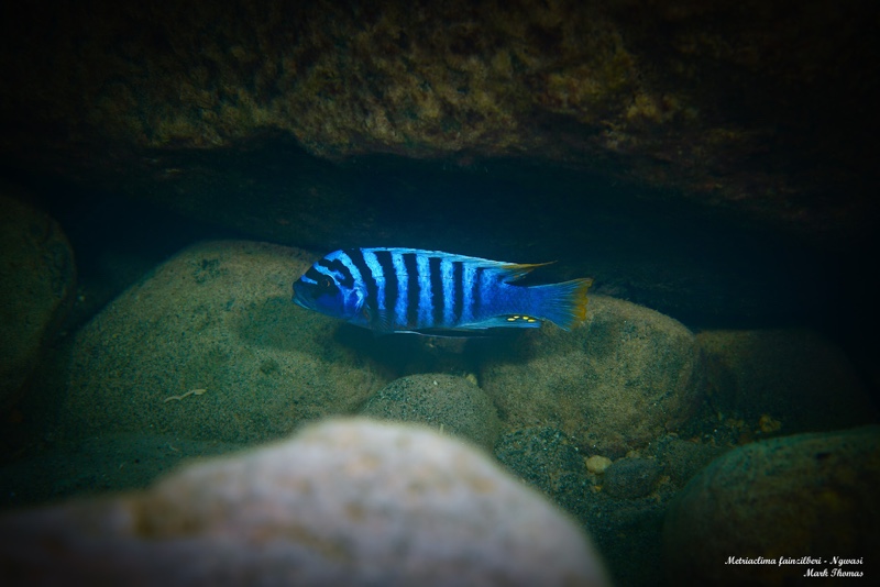 Maylandia fainzilberi 'Ngwasi'